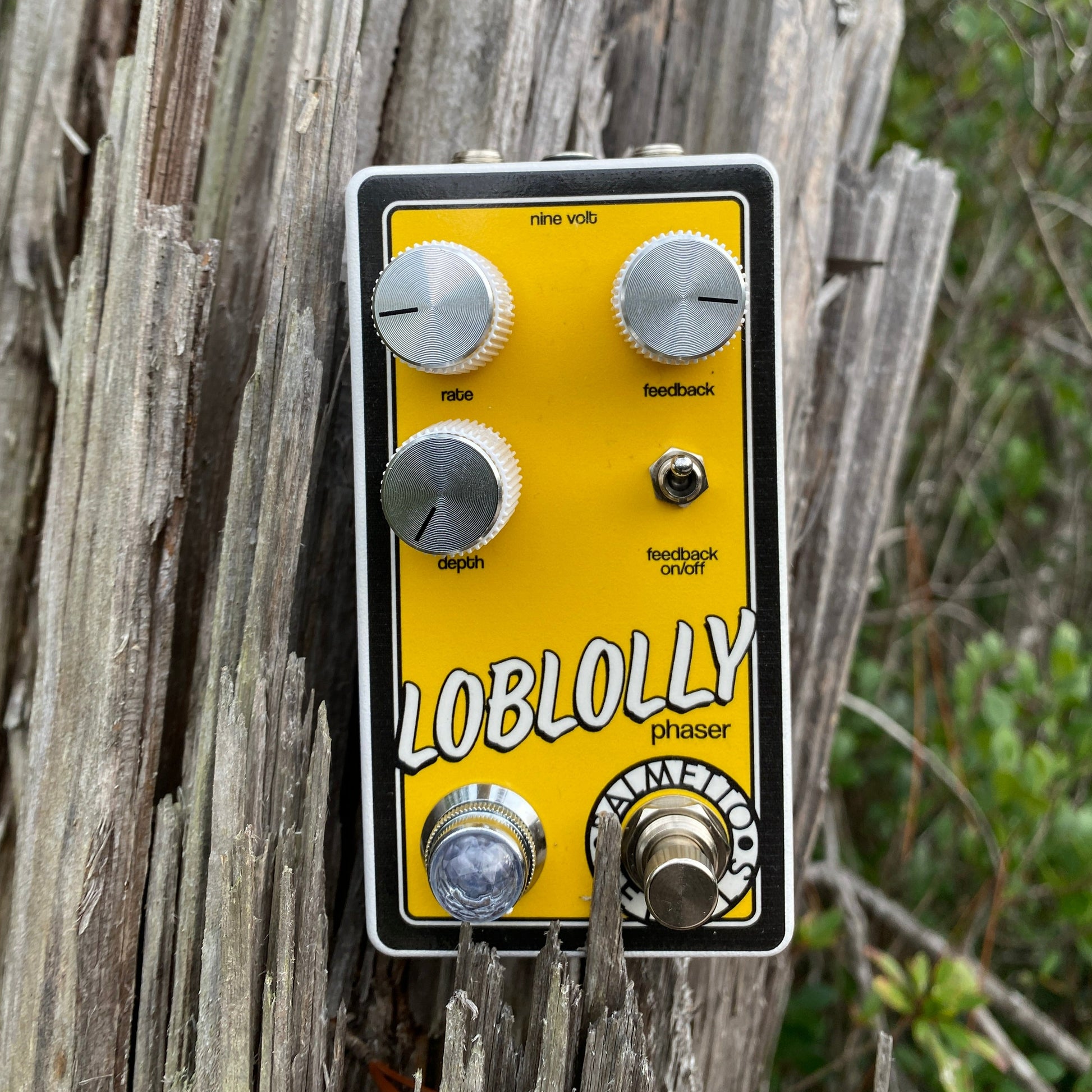 The loblolly phaser posing on a dead stump